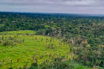 Plano de regeneração da Amazônia incluirá concessões florestais e novas estratégias de restauração