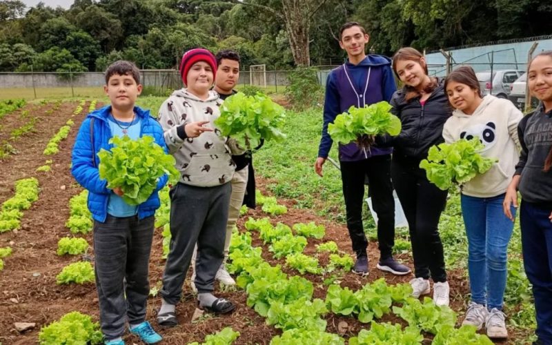 A colheita dos frutos da Horta do CAIC da Lapa se inicia.